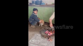 Toddler Shields Cat's Eyes During Meat Cutting in Sichuan, China