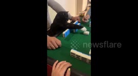 Cat joins in on a game of Mahjong in Jilin, China