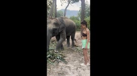 Angered elephant knocks unsuspecting woman to the ground