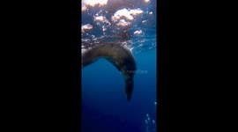 Leopard Seal Bears Teeth At Divers