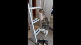 Recovering Three Legged Cat Climbs Bed Ladder After Surgery