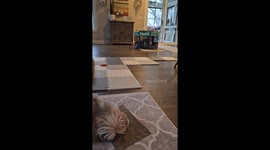 Puppy Uses Playpen As Hamster Wheel