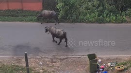 A buffalo walking on the streets of Margao city in the Indian state of Goa