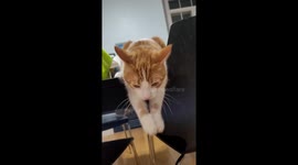 Kitty Prays For Kisses