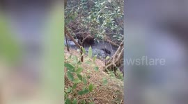 Elephant offers sweet gesture towards foresters after they rescue baby pachyderm from canal in southern India