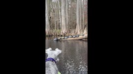Piper dog scares away the turtles resting on a tree branch *Hilarious*