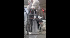 Mother has a hard time putting her toddler in the shopping cart chair *Hilarious*