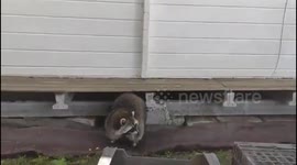 Police Saves Abandoned Raccoon in Chiclana de la Frontera, Spain