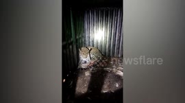 Leopard released after being captured in western India