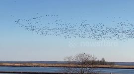 Thousands Geese Fly Over A Wetland in Cambridge, USA