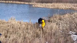 Escaped Bull Rescued from Perilous Pond Plight in Jefferson County, USA