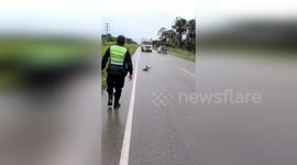 Peruvian Police Rescue Sloth from Near Death on Highway in Campoverde, Peru