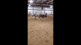 Ponies Have An Argument