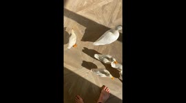 Ducklings Have Zero Table Manners