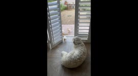 World's Worst Guard Dog