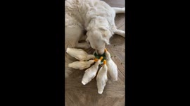 Ducklings Share Peas With Golden Retriever