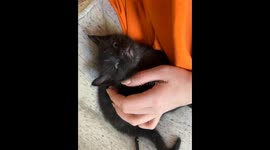 Sweet Tiny Cat Sleeps To Gentle Pets