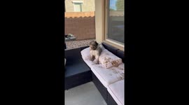 Dasher The Dog Makes Muddy Mess Of Backyard