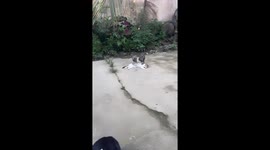 Cat Just Wants To Sleep