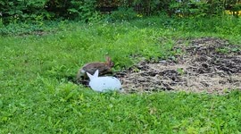 Pet Rabbit Meets Wild Rabbit