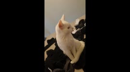 Cat Has A Malfunction