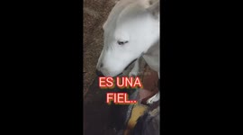 Hubo un accidente de tránsito en una moto, en la calle 77 sur en la Estrella Antioquia y afortunadamente el joven no sufrió lecciones de gravedad.