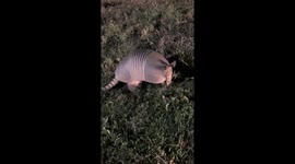 Welcome to Texas here is your armadillo