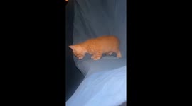 Adorable orange tabby kitten debates whether she should jump or not