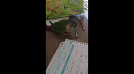 Cheeky Bird Plays With Pencil
