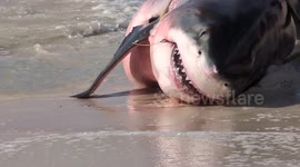 14-Foot Pregnant Great White Shark Washes Up On Florida Beach