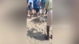Fishermen release eight endangered turtles caught in nets