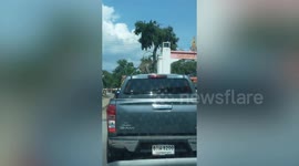 Macaque peels off truck's rubber trim