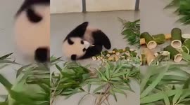 Russia's first panda cub turns 6 months old