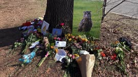 Makeshift memorial honors Flaco, the owl who escaped from the Central Park Zoo