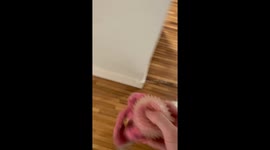 My Golden Retriever Needs Therapy