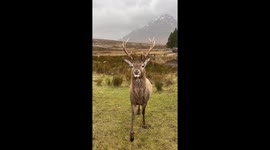 Hand-Feeding a Wild Deer in the Scottish Highlands