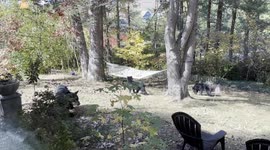 Clumsy bear cubs frolic around on hammock in US homeowner's garden
