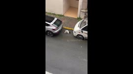 Trio of Cats Scurry Away After Getting Caught Fooling Around