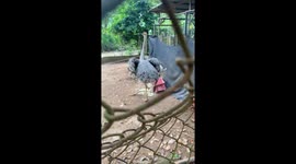 Ostrich Lays an Egg Which Promptly Breaks
