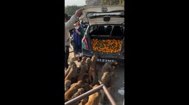 Tribe of monkeys frantically take tangerines from trunk of car