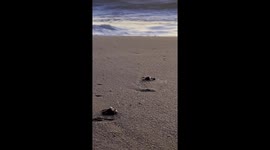 Baby sea turtle hatchlings being released to the ocean in Baja California Sur