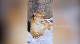 Zoo gains online fame as visitors mock chubby wild animals, including tigers and crocodiles