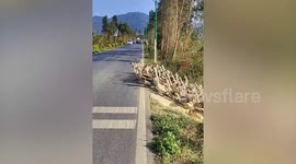 Cars stop as gaggle of 800 geese make their way across road