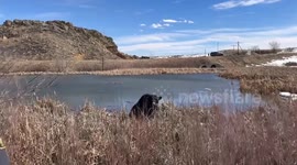 Escaped bull stuck in pond rescued in Colorado