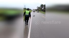 Sloth taking its time to cross busy road gets a helping hand from police