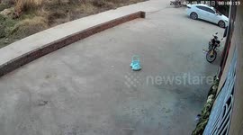 Dead birds fall from sky after flying into home's glass window