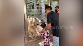 Toddler puts his finger into LION'S cage