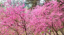 Cherry Blossoms in Shimen Forest Park in Nanning, China