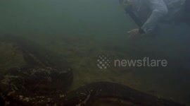 Scientists discover new species of anaconda in the Amazon