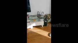 Feline Takes a Plunge into a Fish Tank in Shaanxi, China